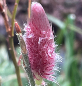 Salix gracilistyla Mount Aso    